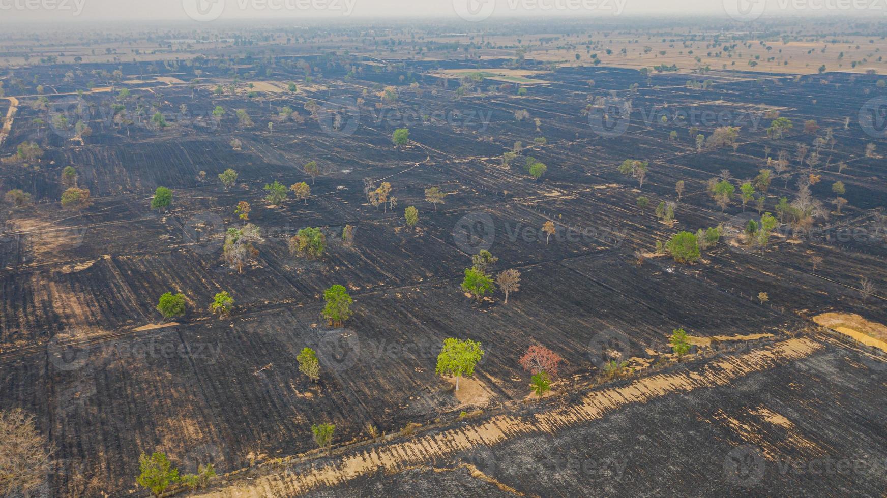 Vista aérea sobre el campo de arroz en llamas después de la cosecha foto