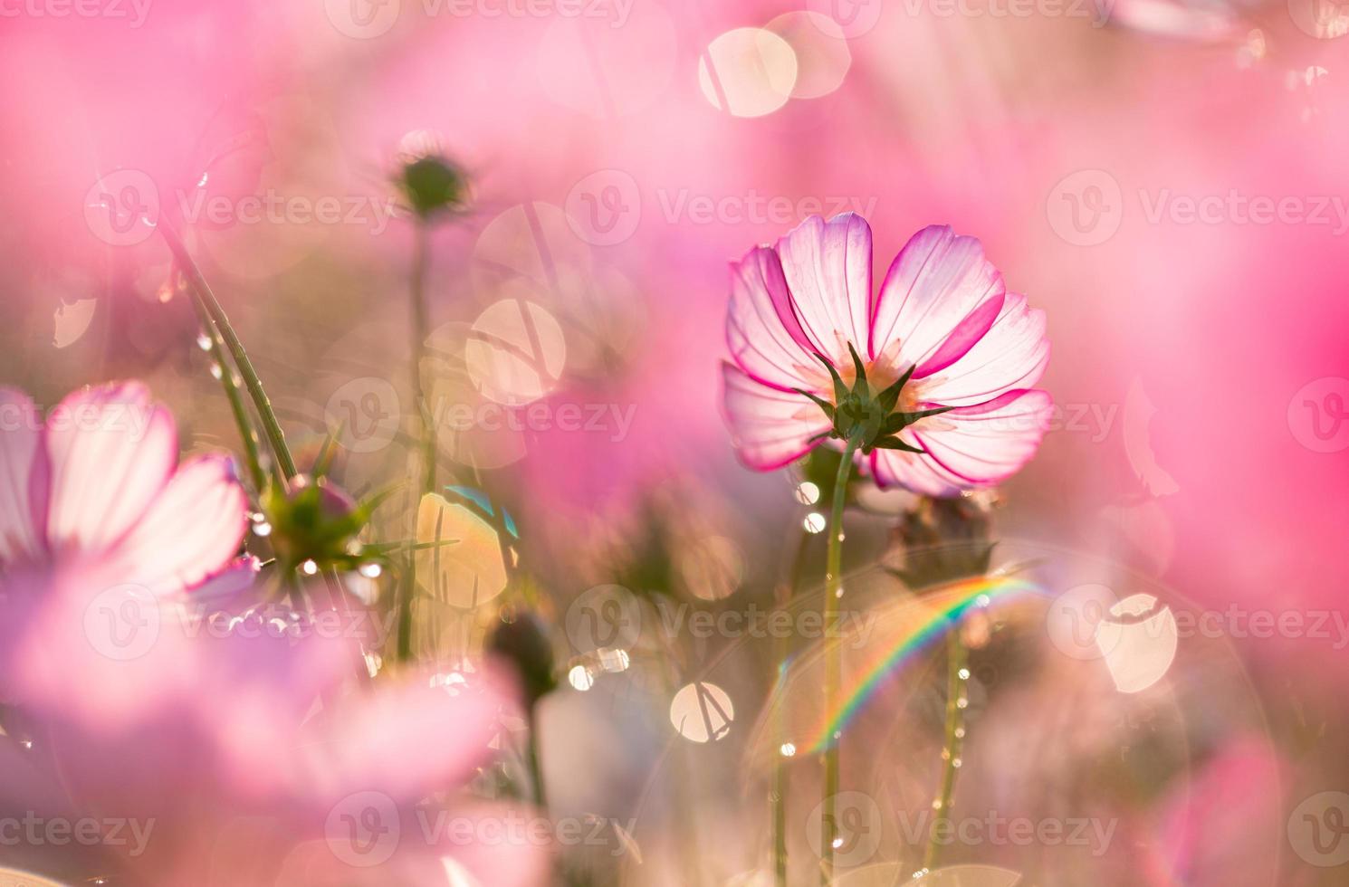 cosmos flores hermosas foto