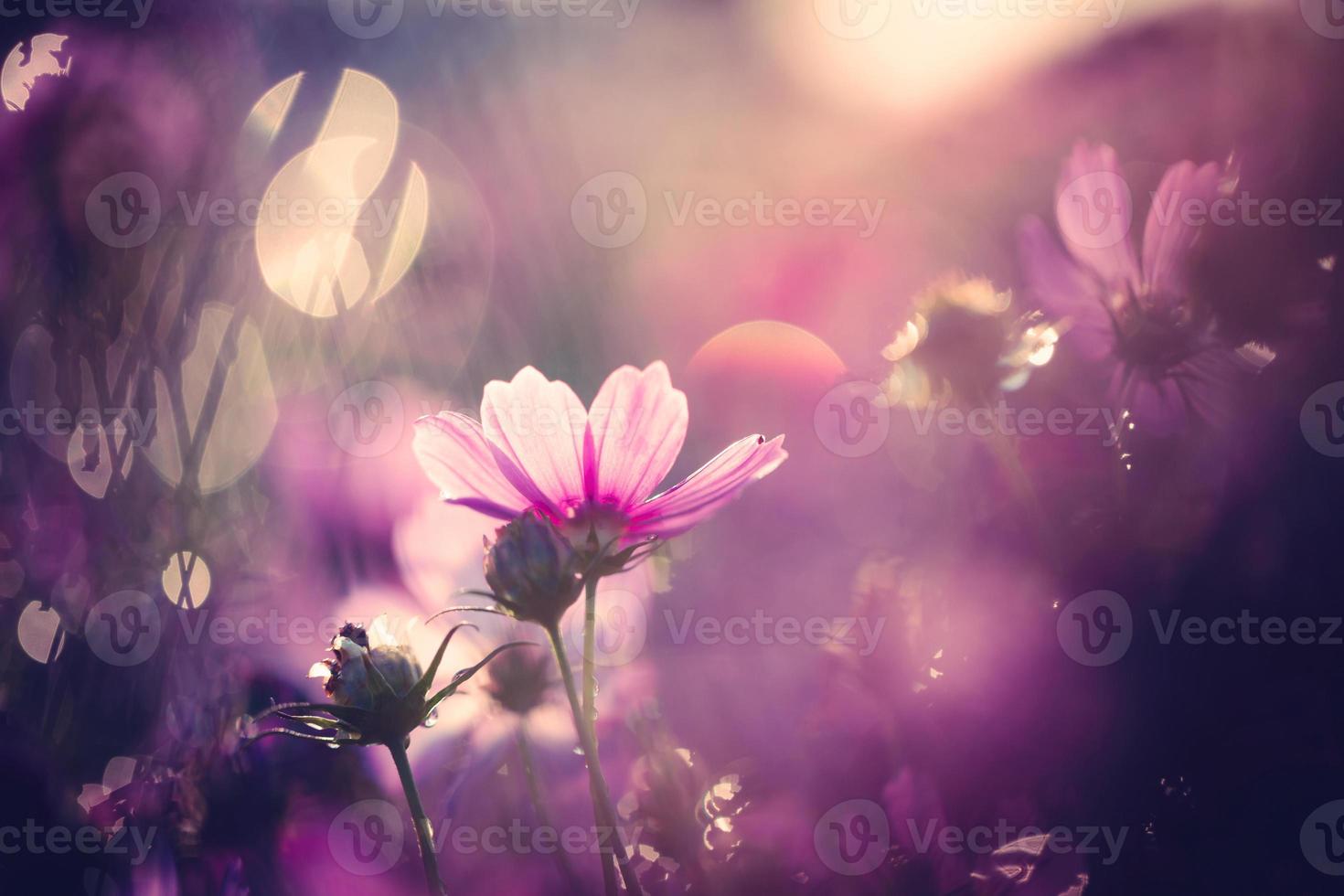 Cosmos flowers beautiful photo