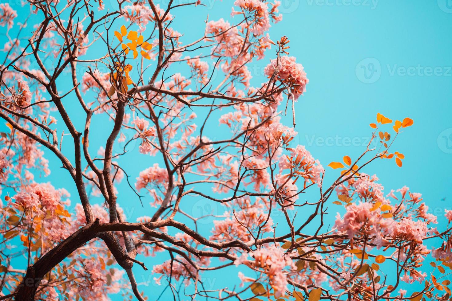 Tabebuia rosea flores en el cielo foto