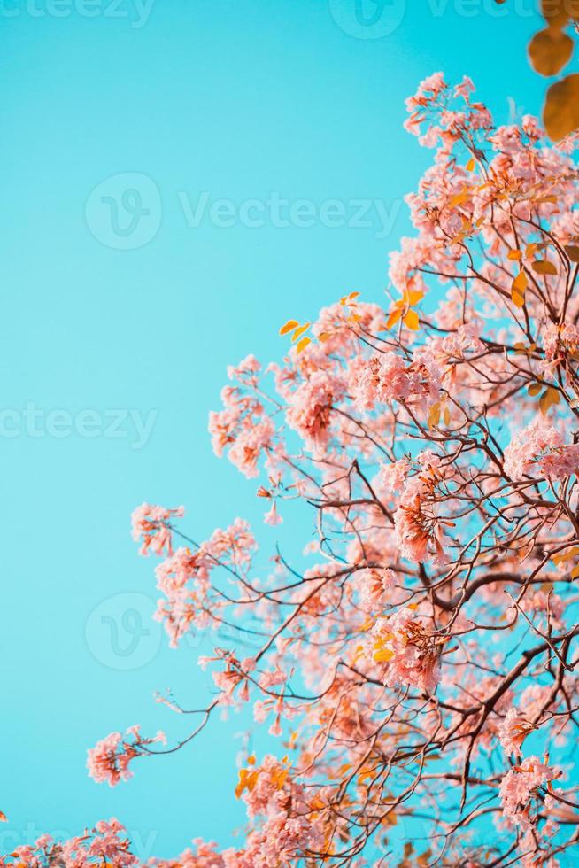 Tabebuia rosea flores en el cielo foto