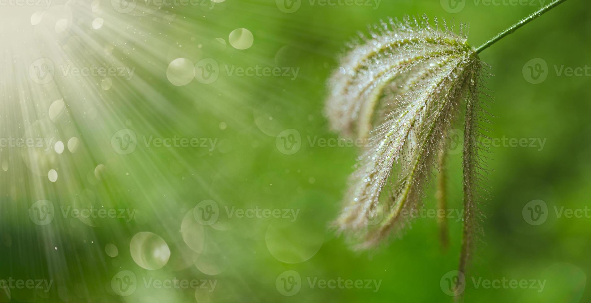 Dew on grass flower photo