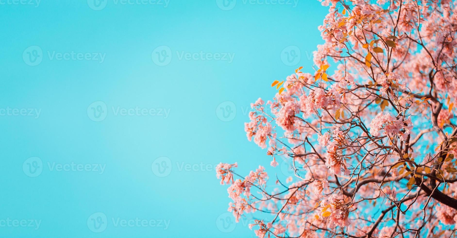 Tabebuia rosea flores en el cielo foto