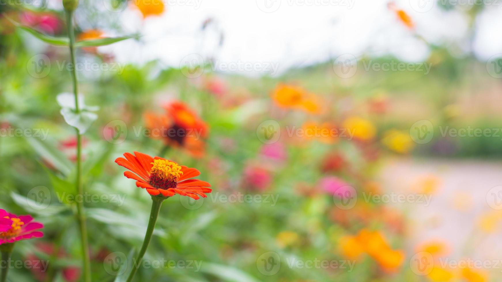 flores zinnia elegans foto