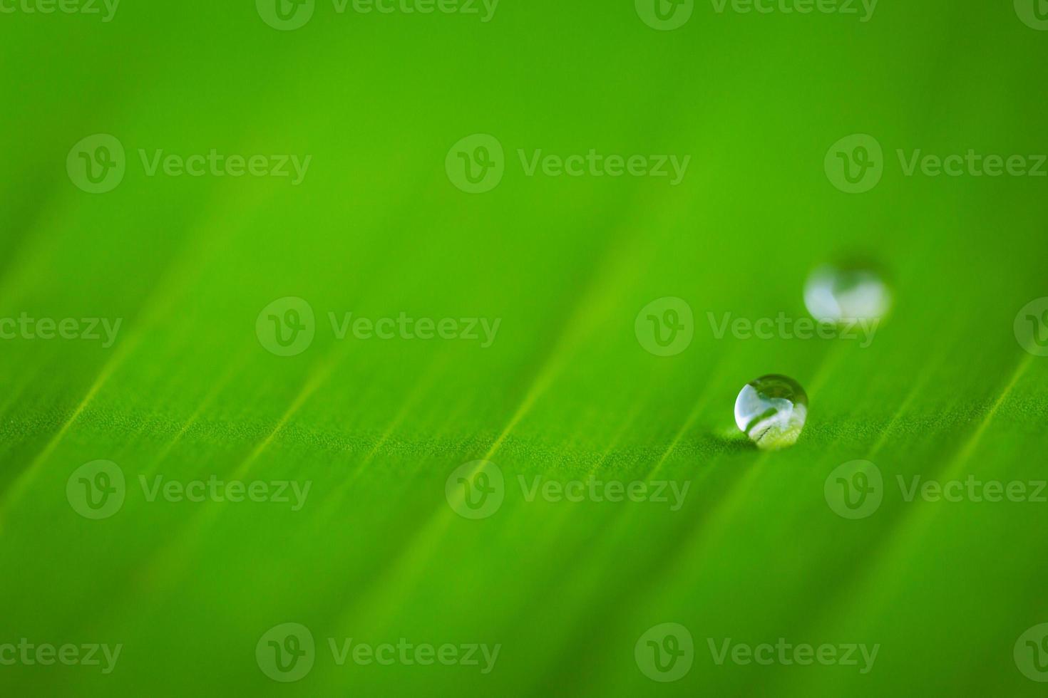 Drop water on green photo