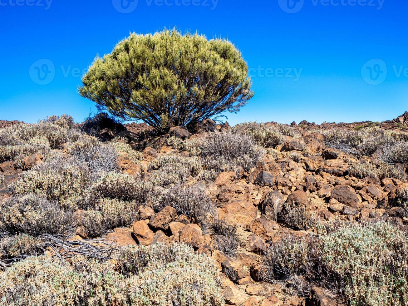 Vegetación en el parque nacional del teide tenerife foto