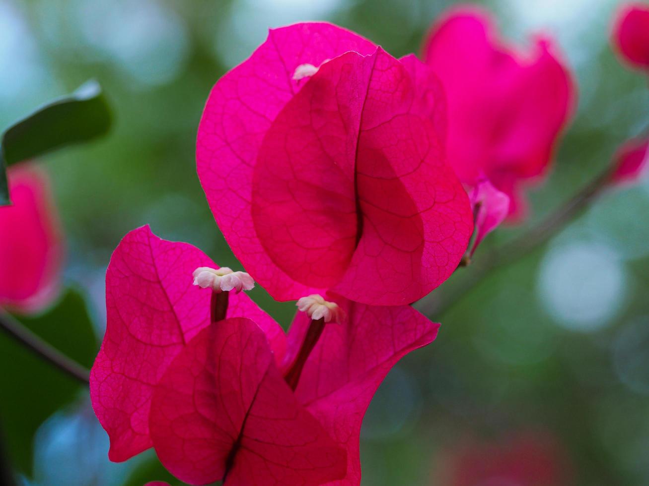 Inflorescencia de buganvillas rosadas con flores amarillas foto