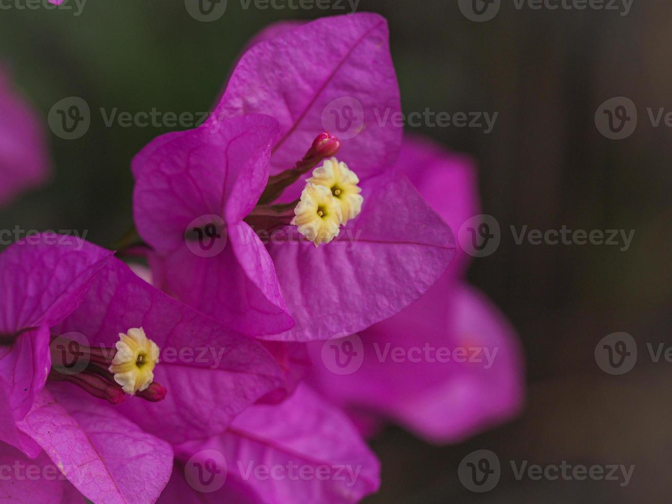 Inflorescencia de buganvillas rosadas con flores amarillas foto