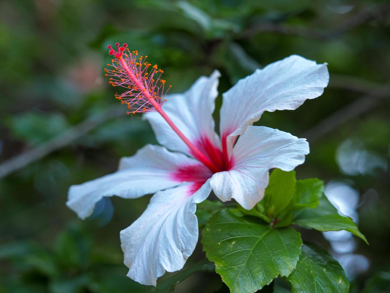 Hermosa flor de hibisco rojo y blanco en un jardín. foto