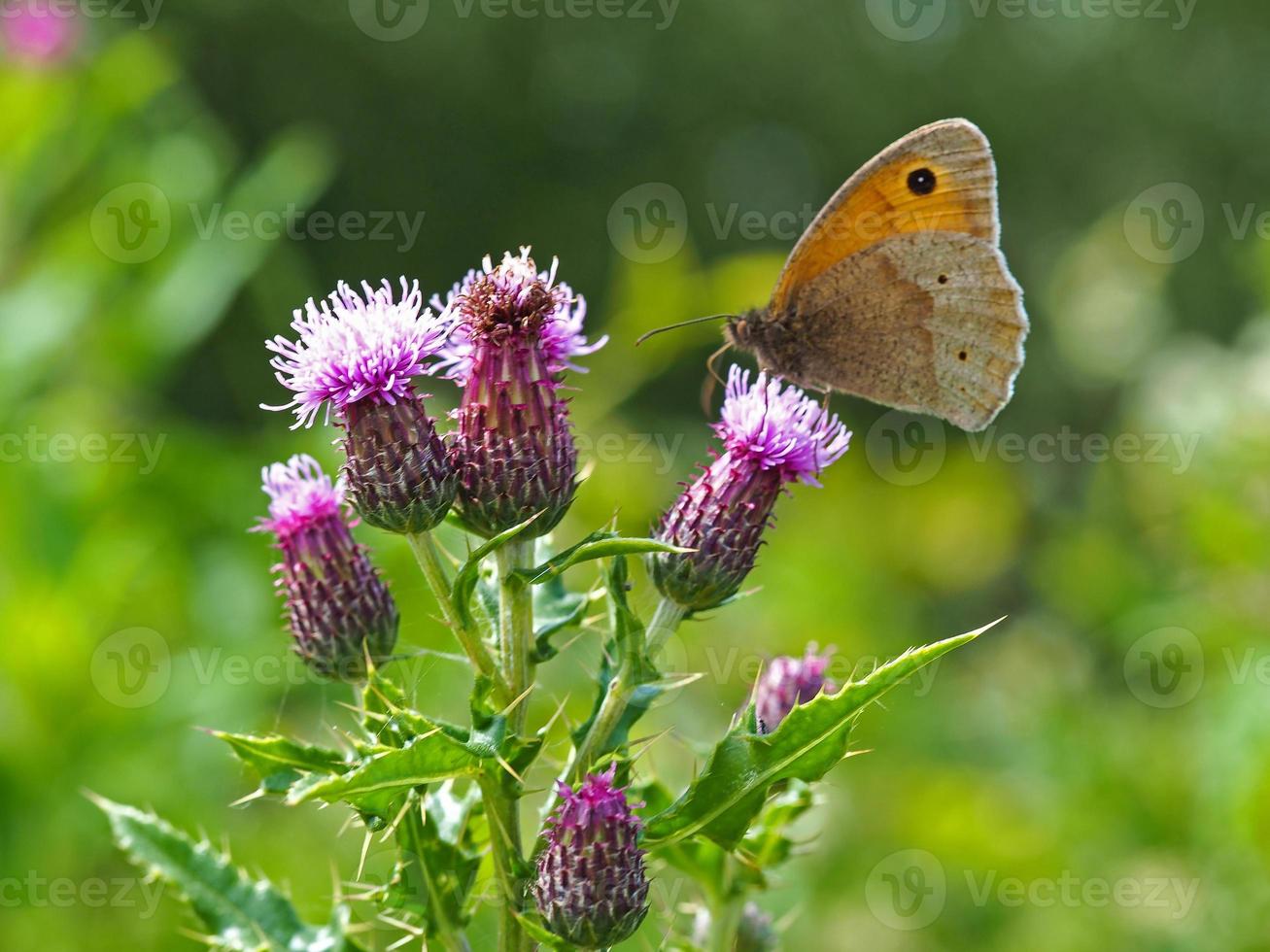 Prado mariposa marrón sobre una flor de cardo foto