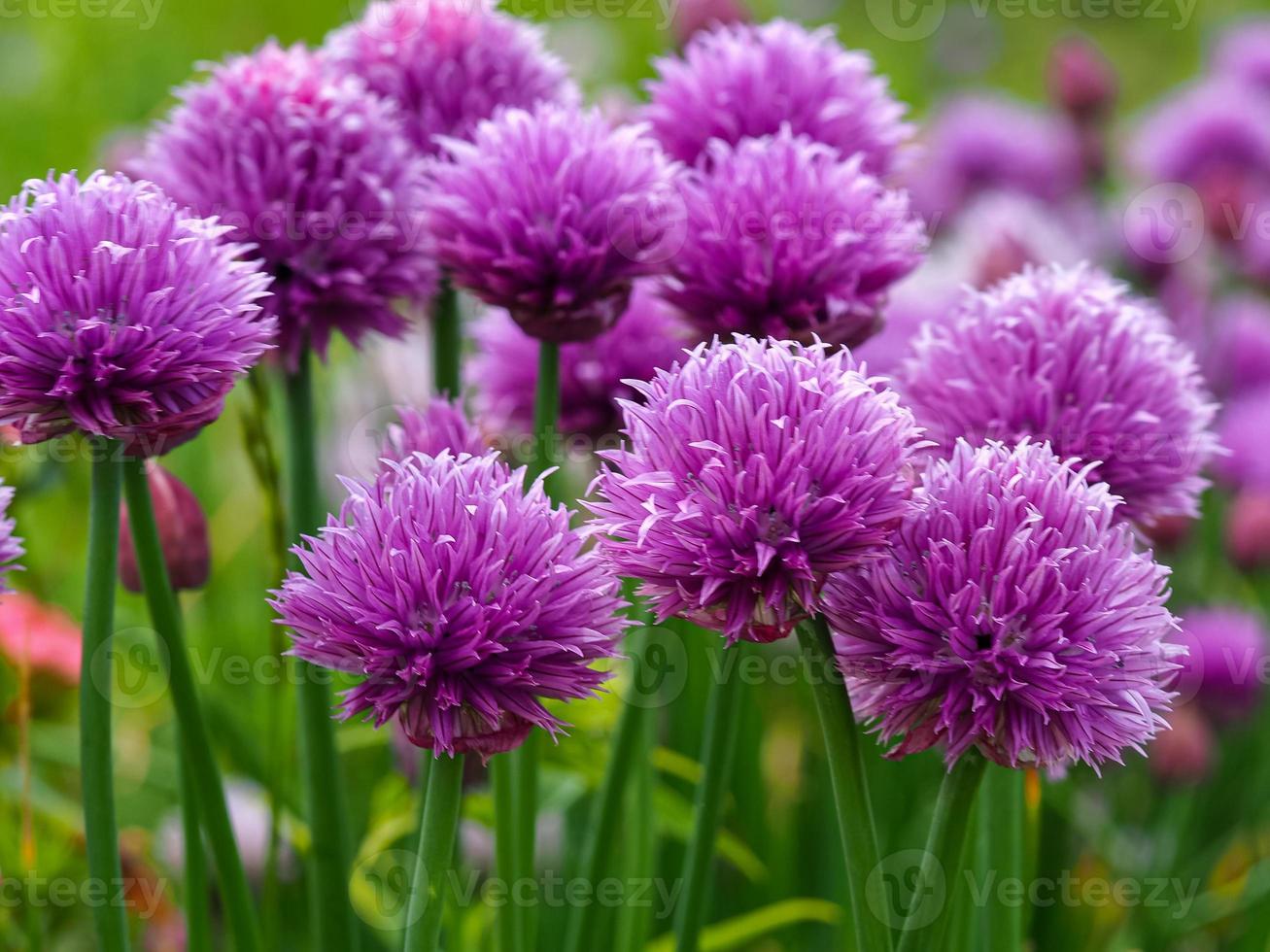 Bonitas flores de cebollino púrpura en un jardín. foto