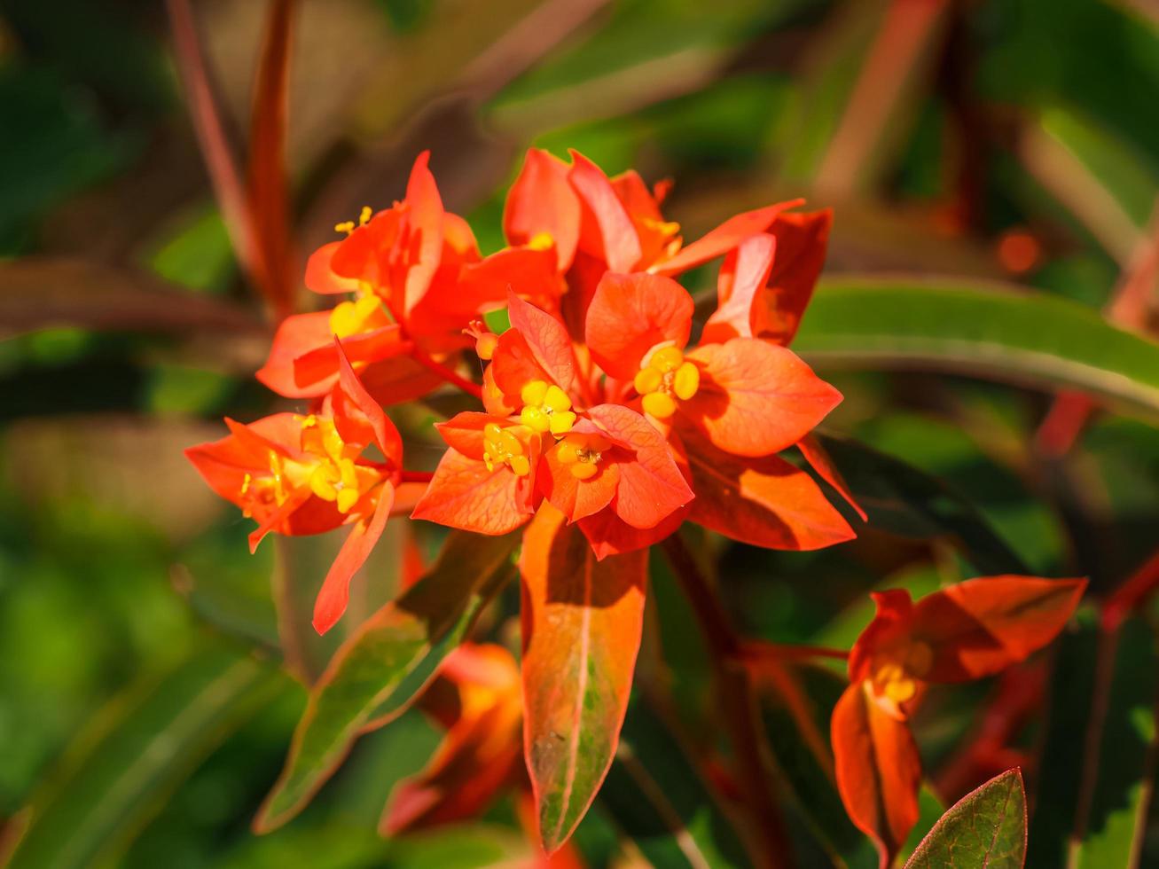 Euphorbia griffithii flores de resplandor de fuego de color naranja brillante y amarillo foto