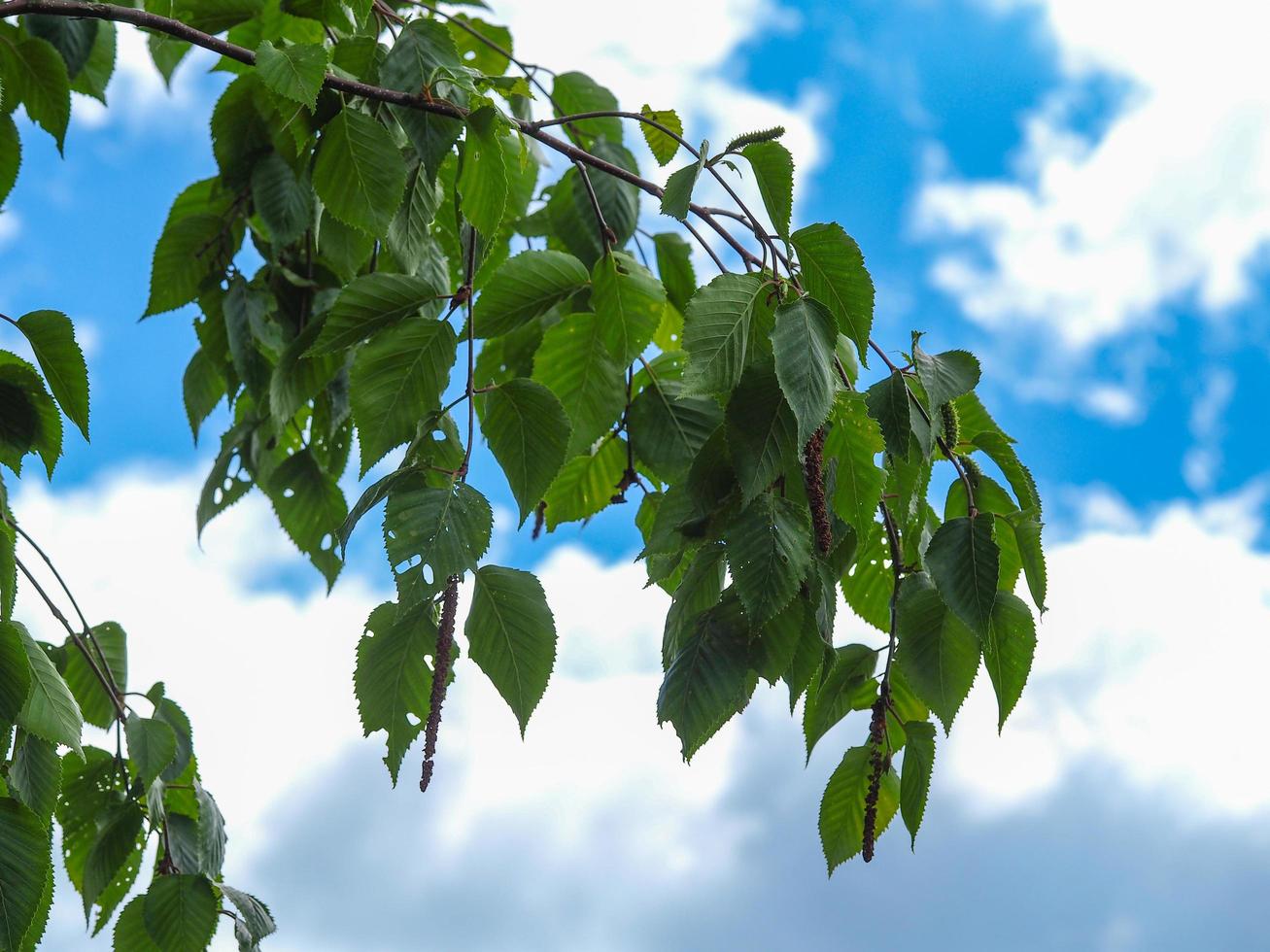 Beech tree leaves against a blue sky with white clouds photo