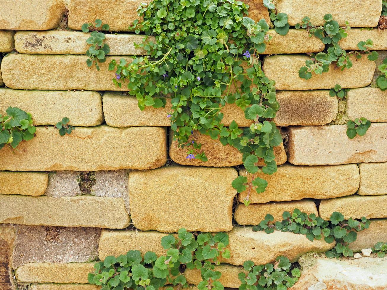 Stone garden wall with a Campanula plant in spring photo