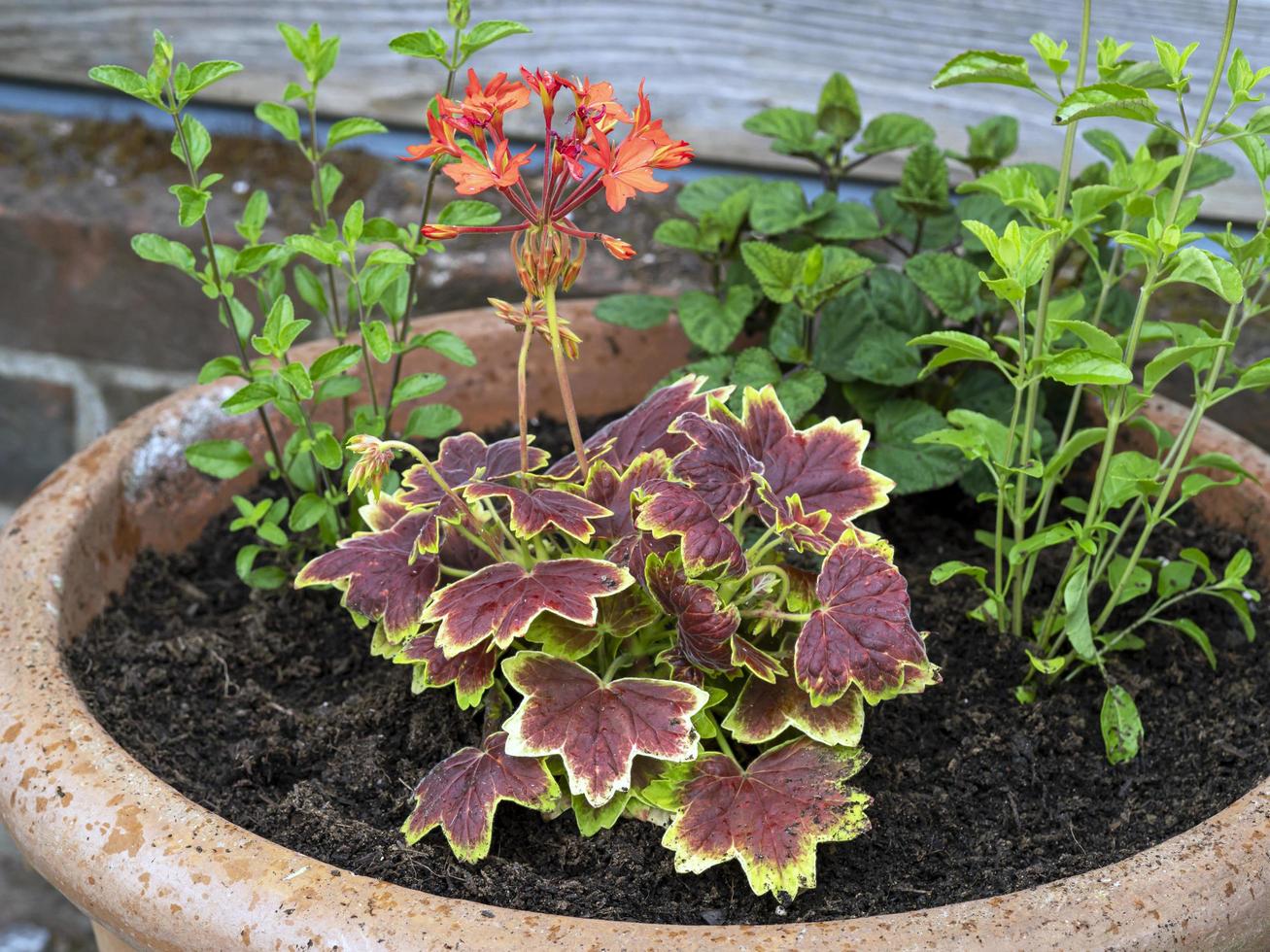 Mixed planting in a clay pot in a garden photo