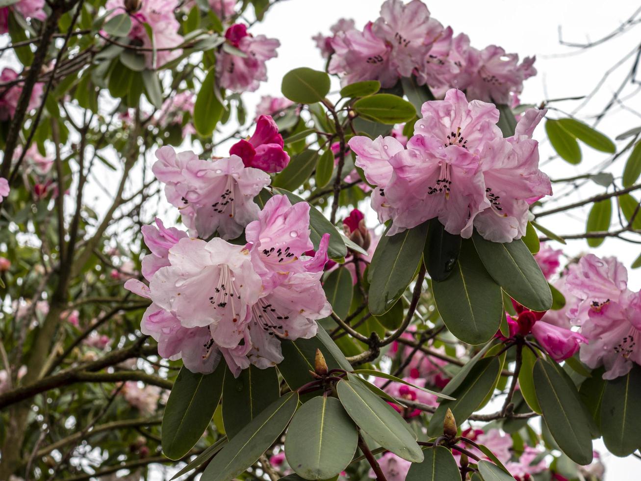 Bonitas flores de rododendro rosa foto