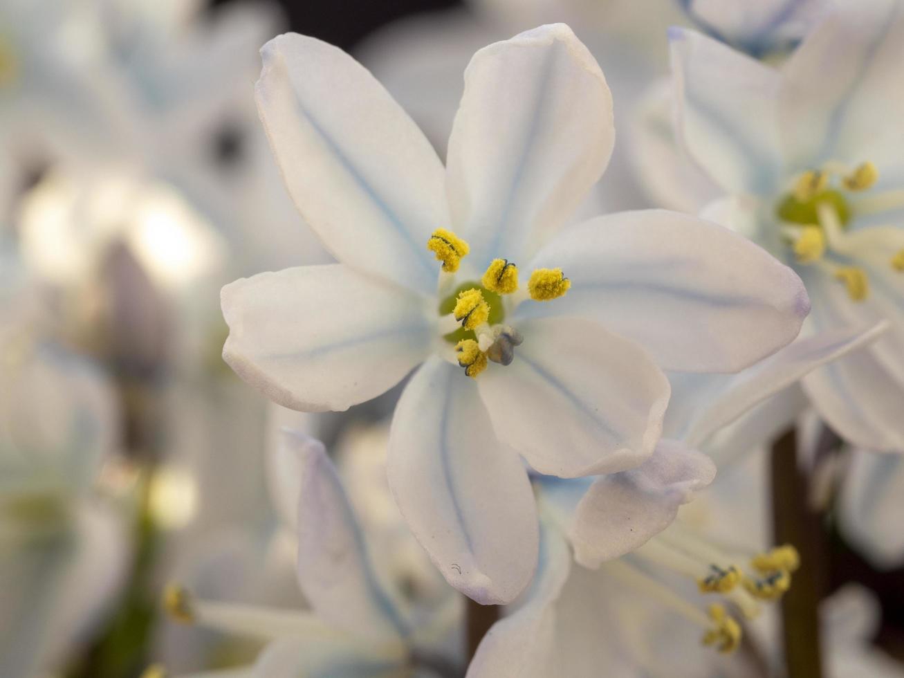 Bonita flor blanca de scilla mischtschenkoana con polen foto