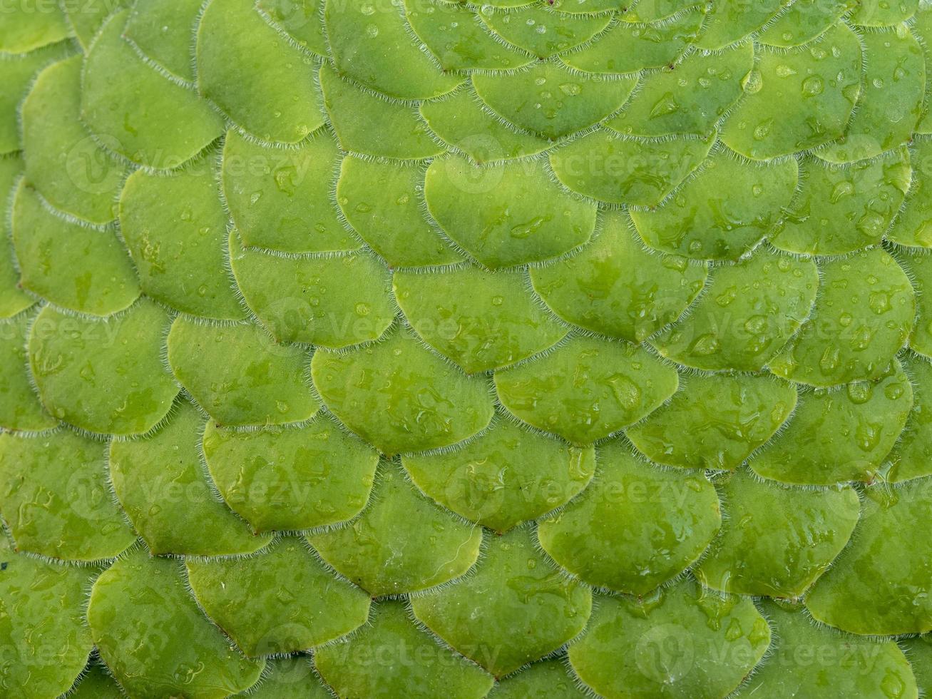 Overlapping leaves of the succulent plant Aeonium tabuliforme photo