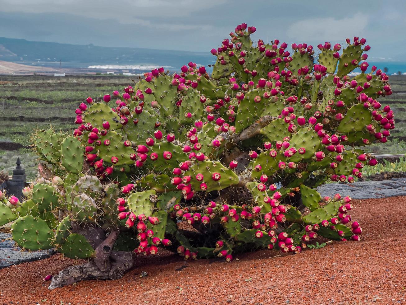 Prickly pear plant loaded with fruit photo