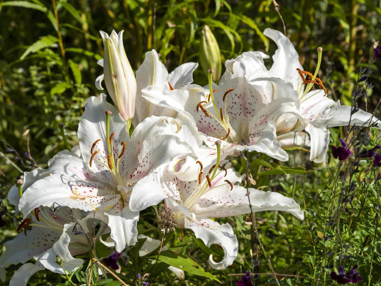 Grandes lirios blancos en flor en un jardín. foto