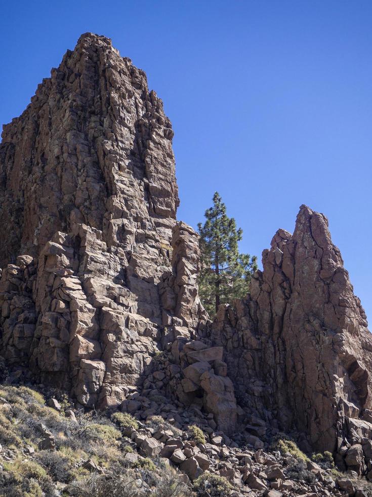 Canarian pine tree growing amongst rock outcrops at Roques de Garcia Tenerife Canary Islands photo