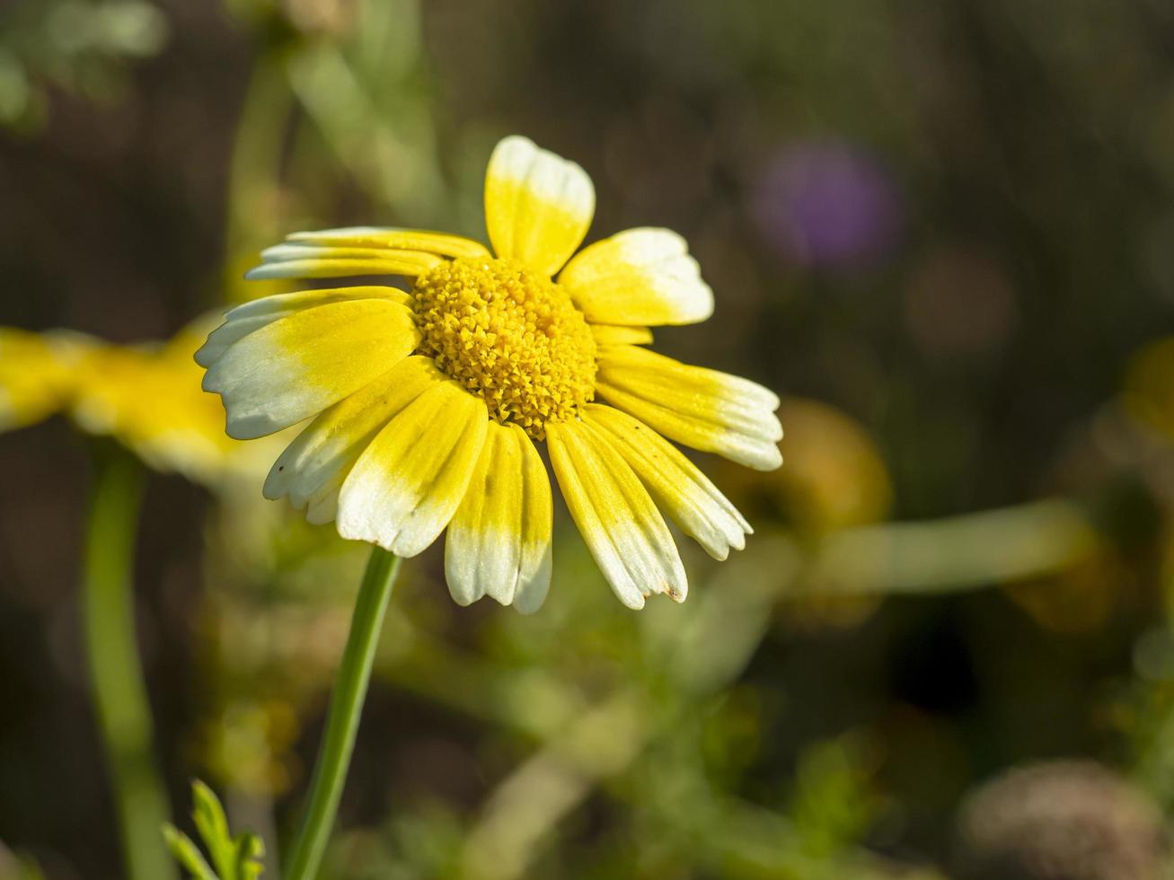 Flor amarilla y blanca captando la luz del sol en un jardín. foto
