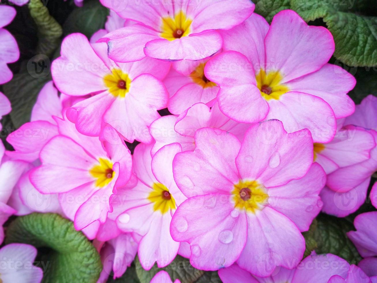 Lovely pink Primula flowers with water droplets after a rain shower photo