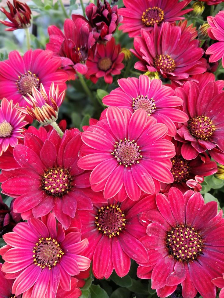 Hermosas flores de margarita africana roja foto