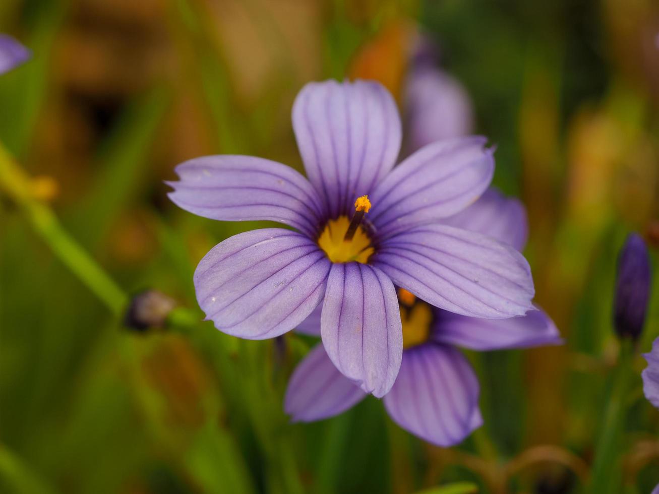 Bonita flor púrpura sisyrinchium californicum en un jardín. foto