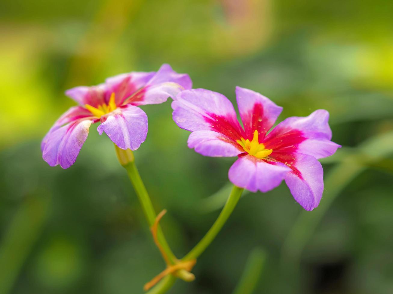 flores alpinas leucocoryne andes o gloria del sol foto