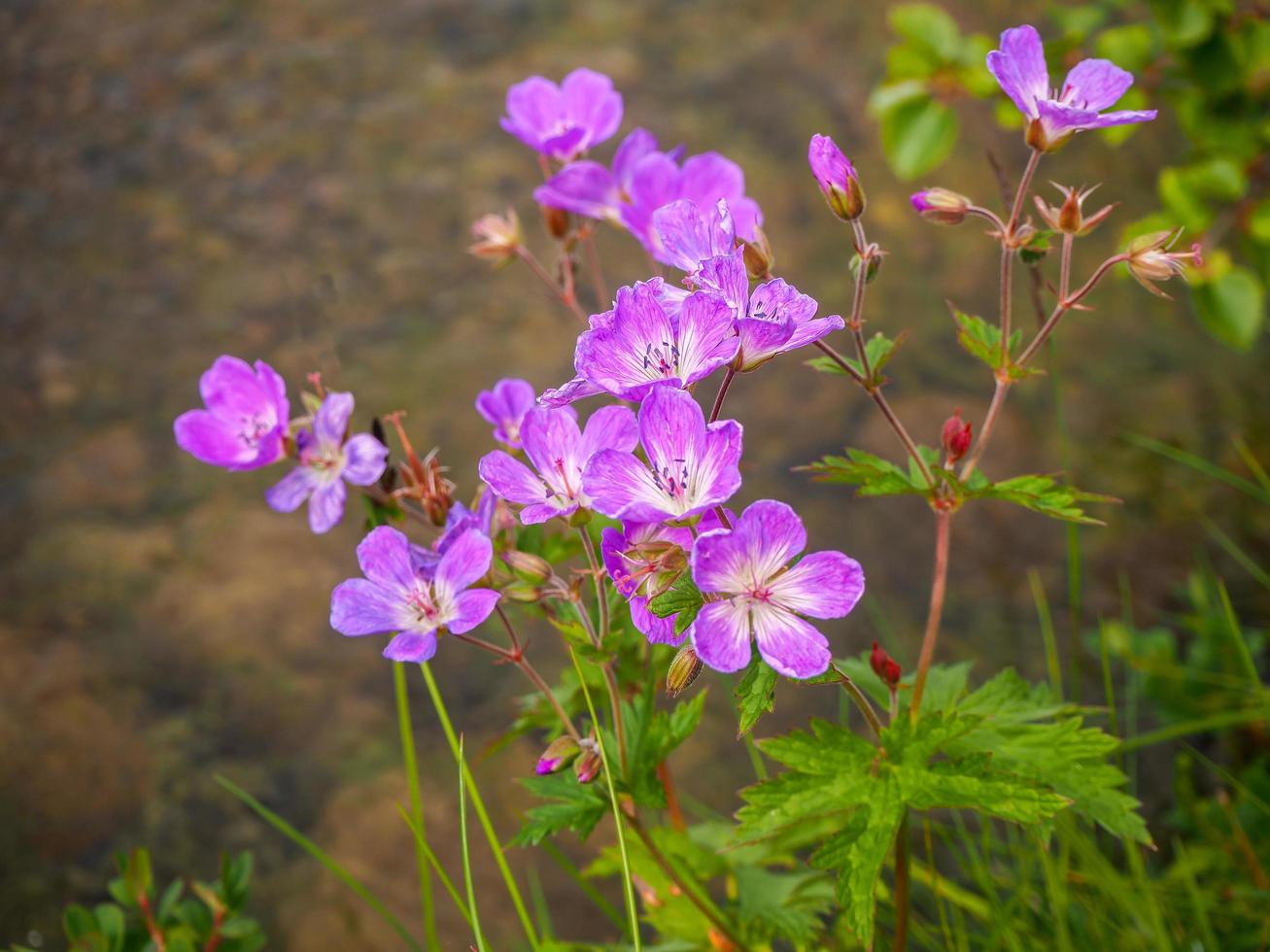 Pretty pink woodland cranesbill flowers Geranium sylvaticum photo