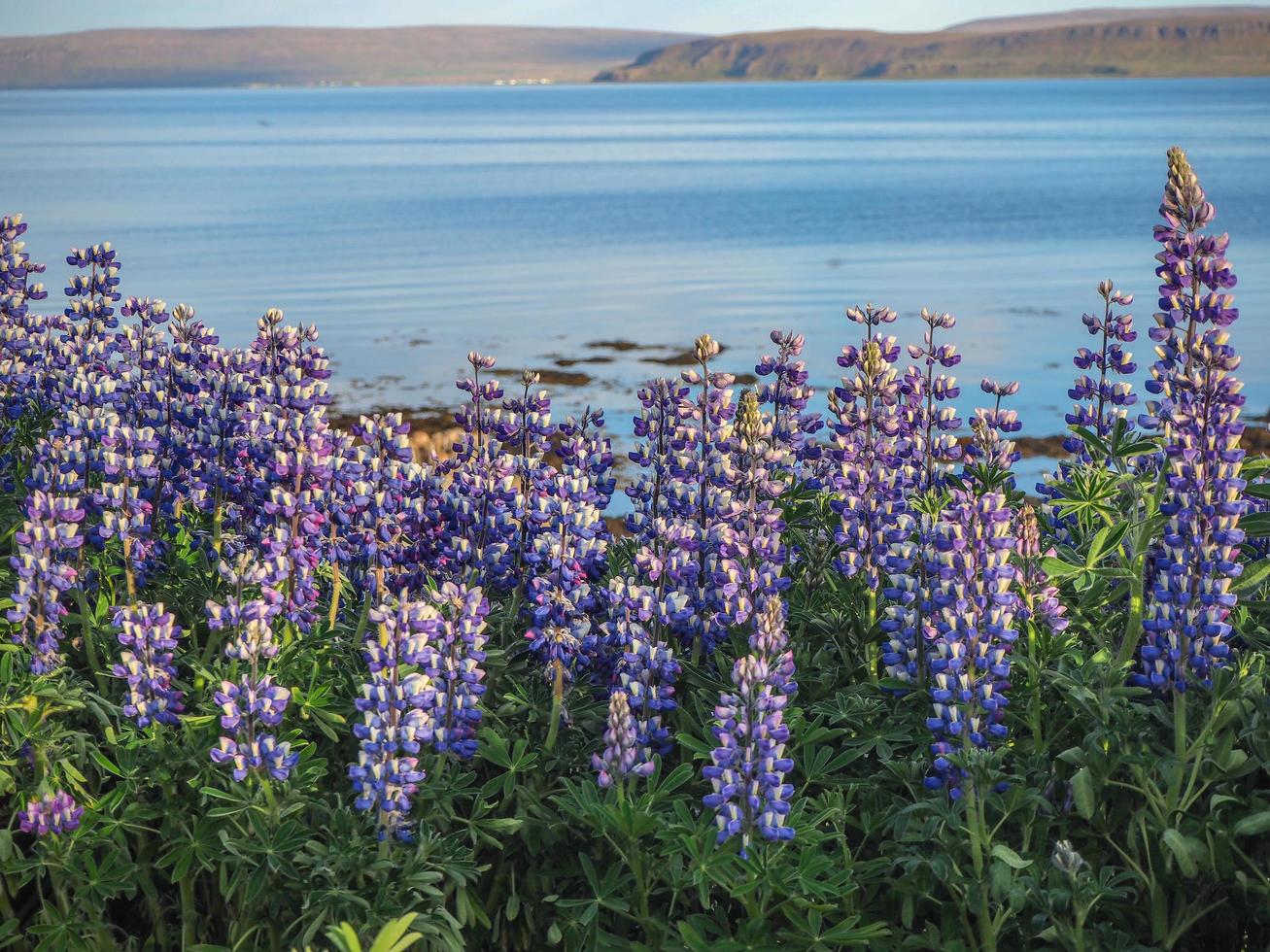 Lupins flowering at the edge of an Icelandic fjord photo