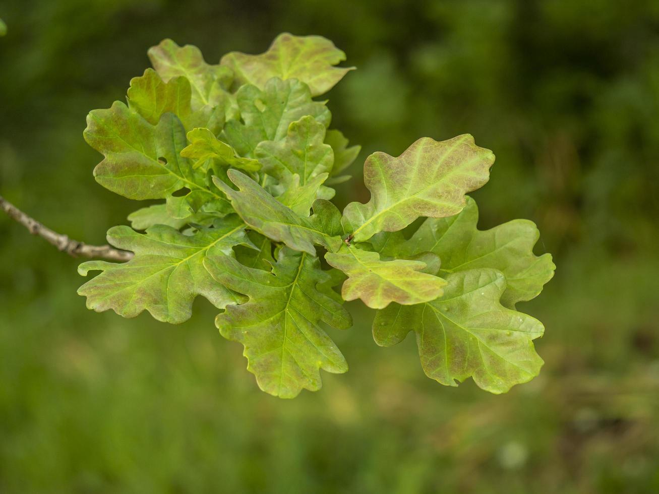 Fresh oak leaves on a tree branch photo