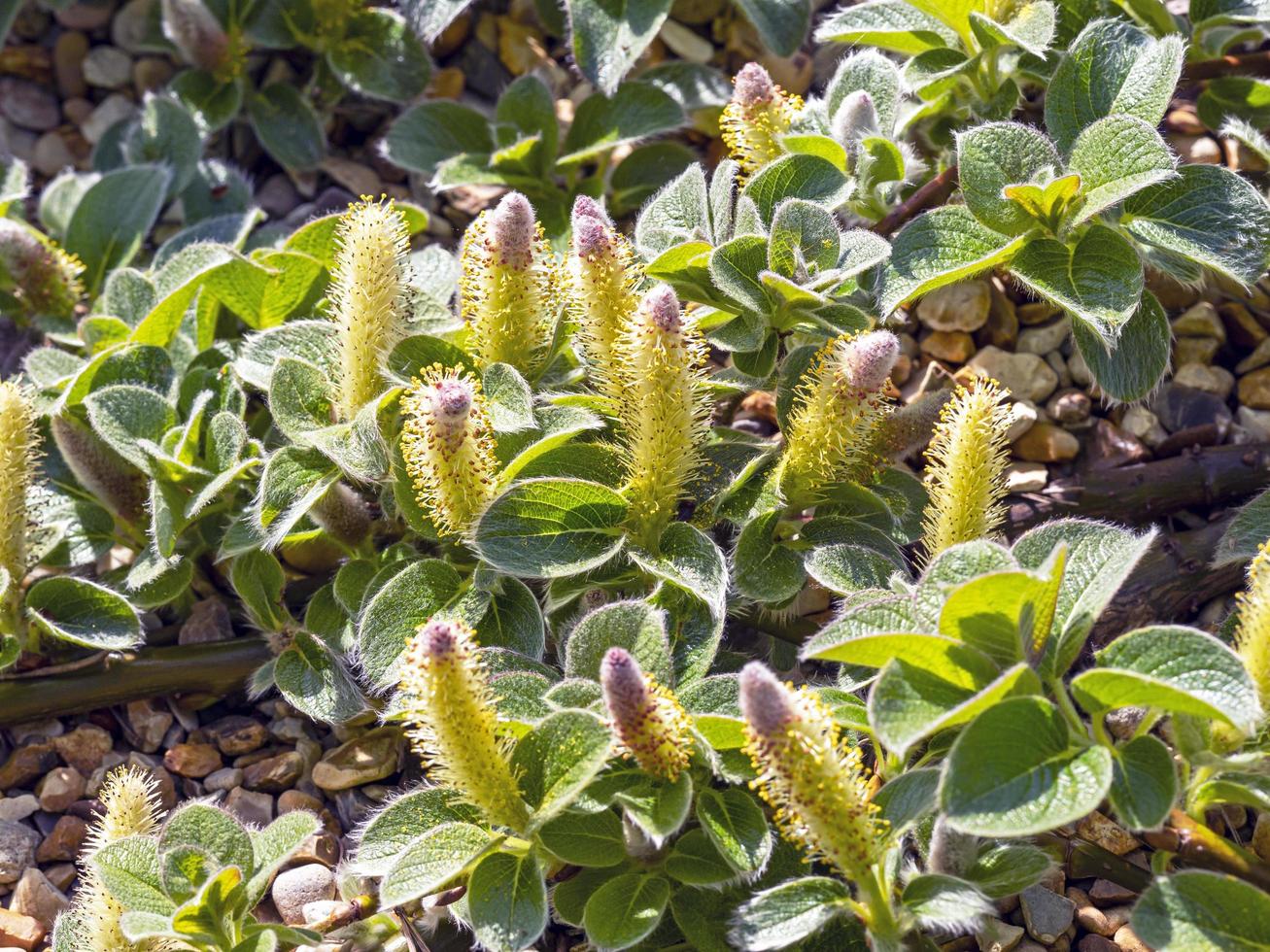 Netleaf willow Salix reticulata with yellow flowers photo