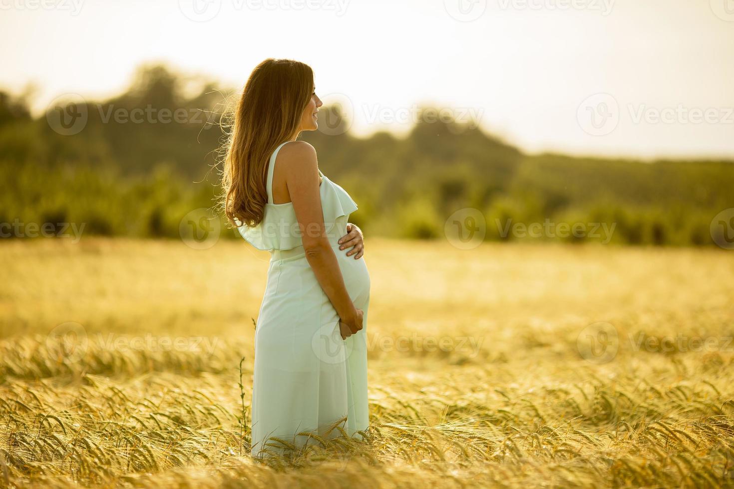 Pregnant woman walking in a golden field photo