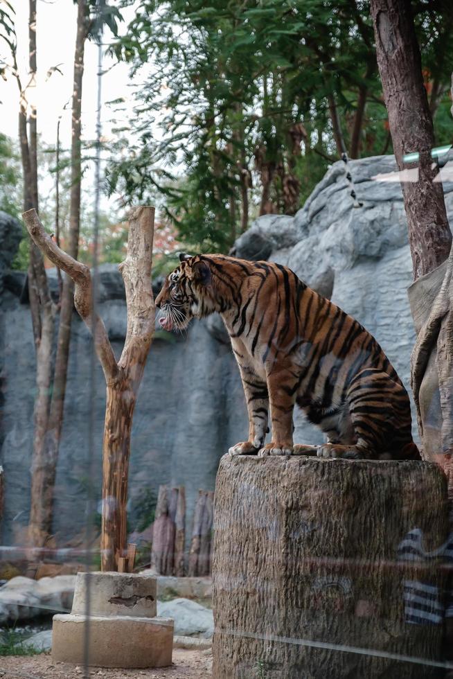 CHIANG MAI THAILAND  May 11 2019 The zoo staff is showing a tiger in the glass cabinet at Thailand Night Safari photo