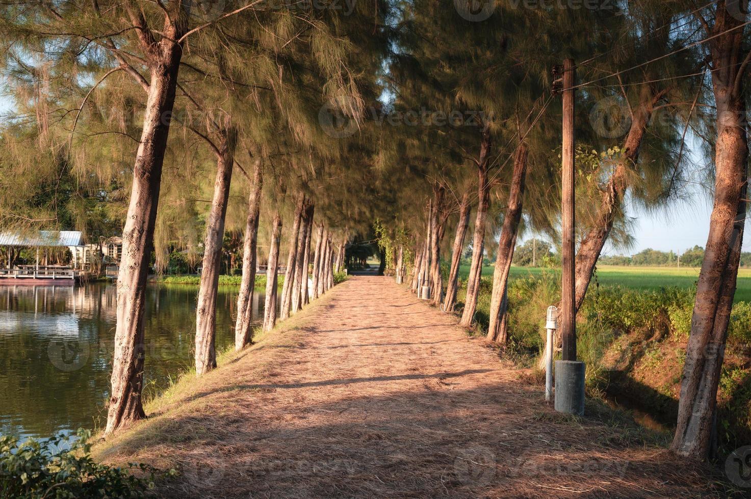 Túnel de pino y pasarela con sol cerca del lago en la noche foto