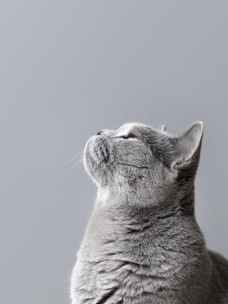 Grey cat on grey background photo