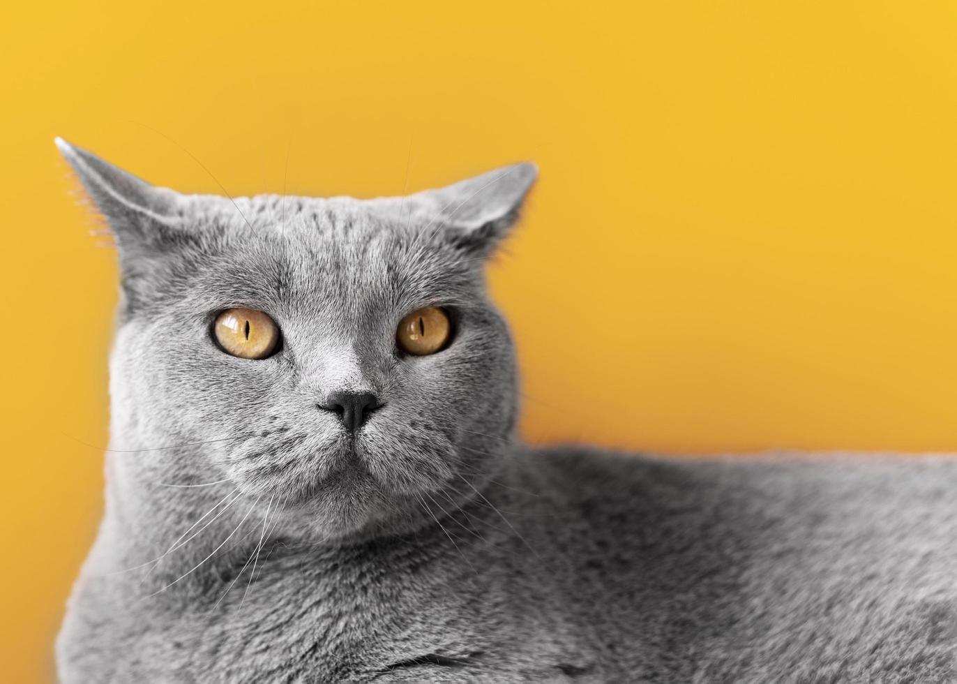 gato gris sobre fondo amarillo foto