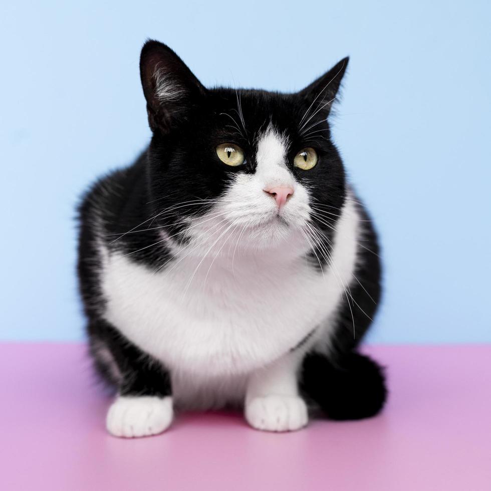 Black and white cat on blue background photo