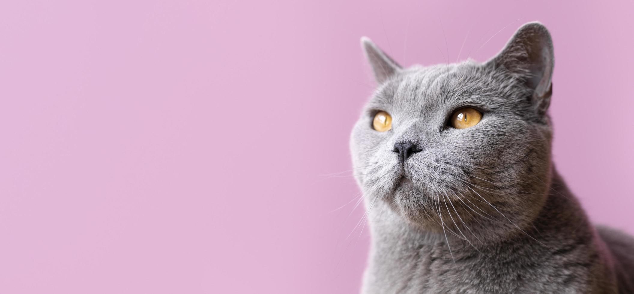 Grey cat on pink background photo