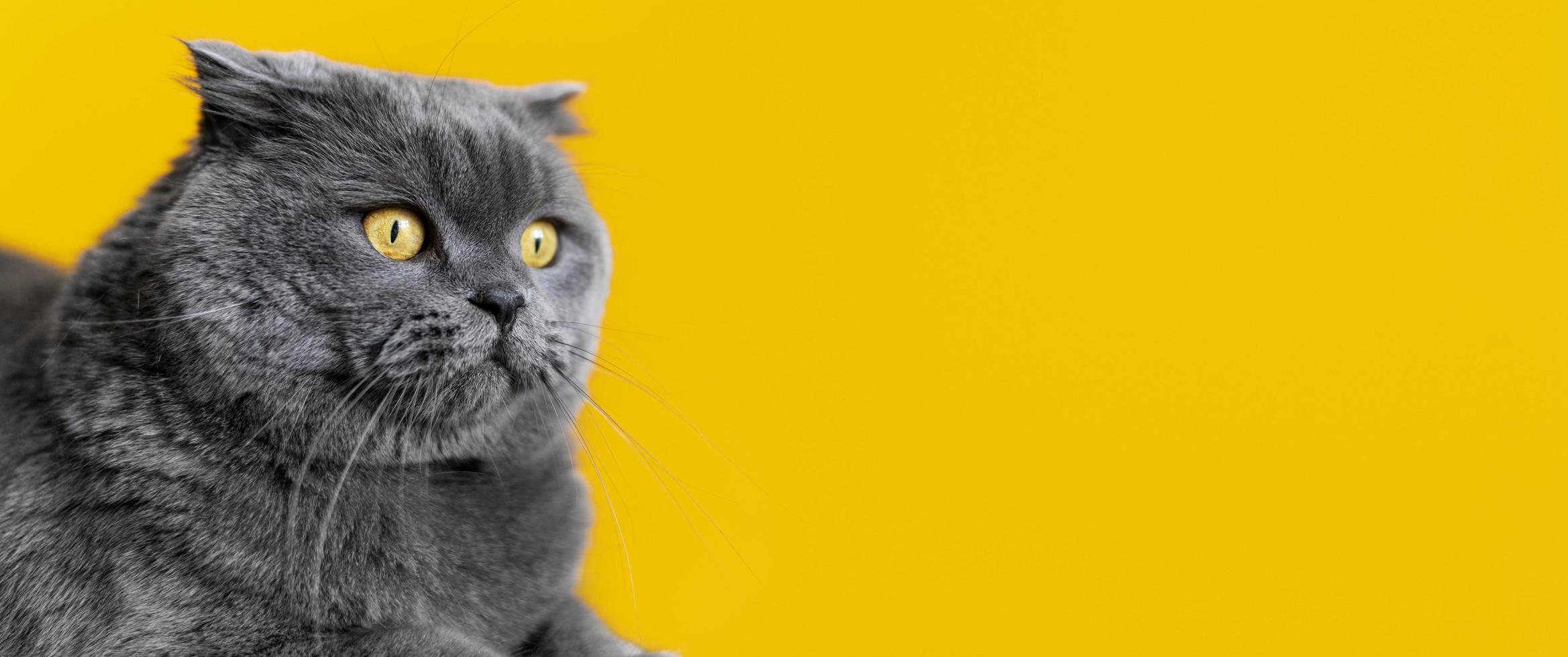 Grey cat on yellow background photo