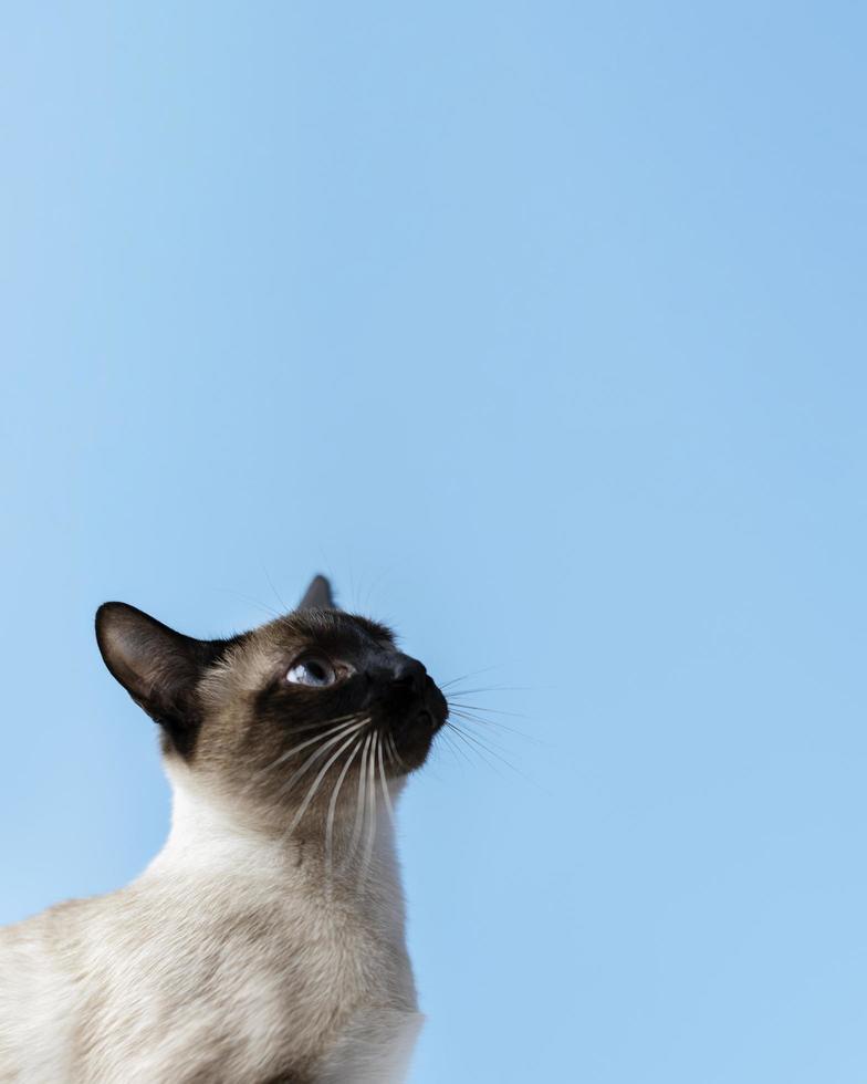 Siamese cat with blue eyes photo