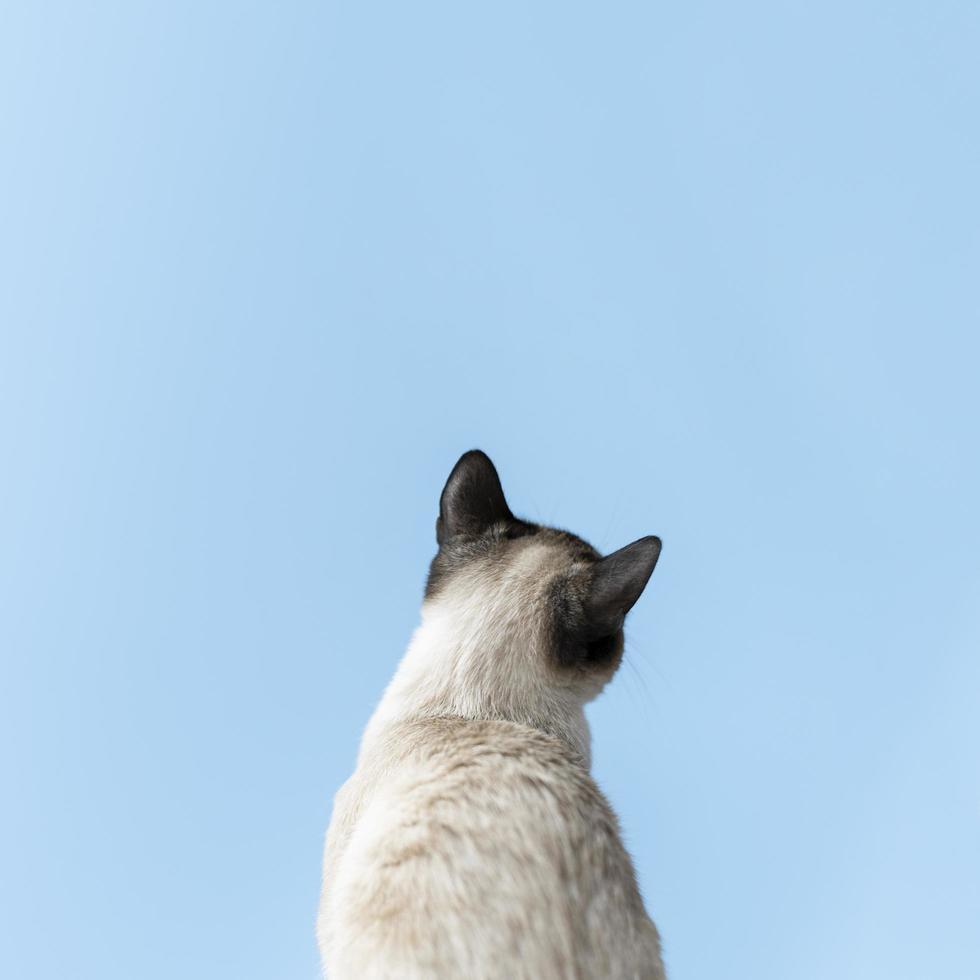 espalda de un gato siamés foto