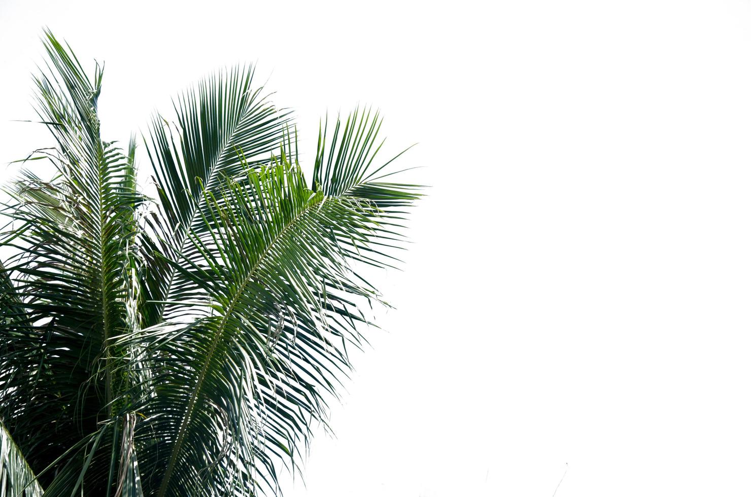 Coconut leaves white background photo