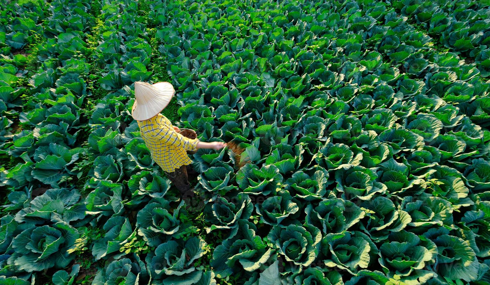 Mano de jardinero femenino dando fertilizante químico a la planta de hortalizas de repollo en la plantación foto