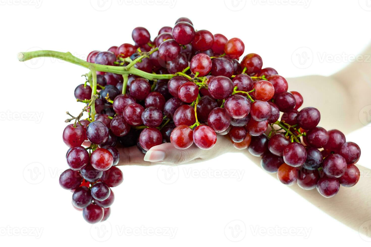Racimo de uva roja madura en la mano de una dama sobre un fondo blanco. foto