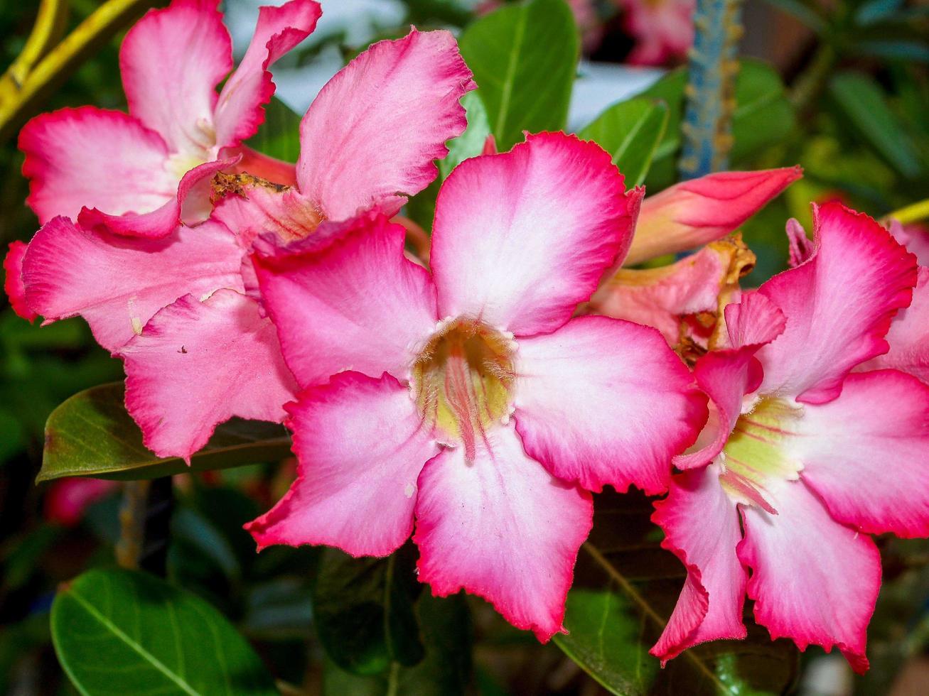 Flower Azalea  in nature photo