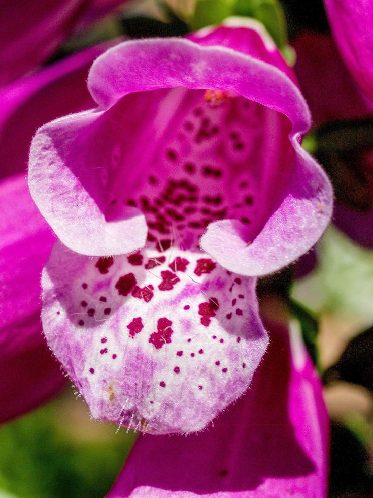 Flower close-up in the garden photo