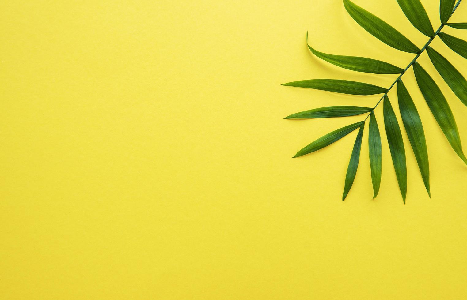 Palm leaves on yellow background photo